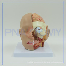 PNT-1632 Kopf mit Gehirnmodell, 4 Teile anatomisches Modell, pädagogisches Modell